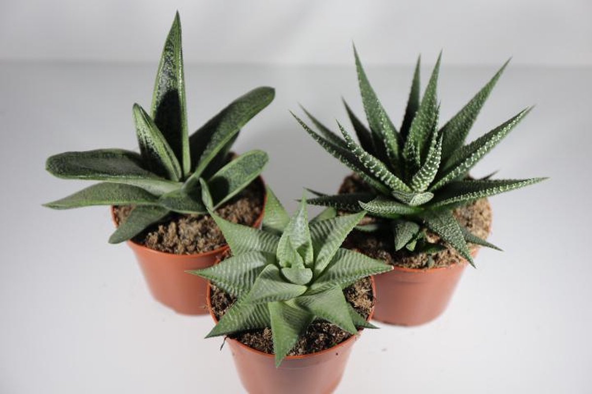 Succulux Haworthia Mix – Set van 3 – Potmaat 8,5 cm