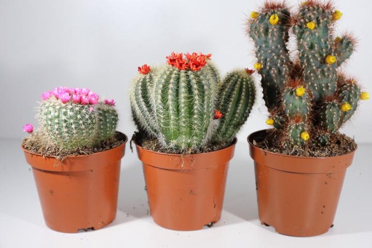 Succulux Cactussenmix met Bloemetjes – Set van 3 – Potmaat 8,5 cm