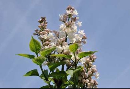 2 x Sambucus nigra - Sureau commun, Sureau européen, Sureau noir 50- 60 cm en pot