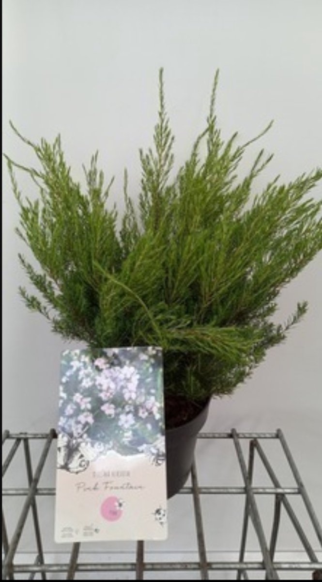 2 x Diosma hirsuta 'Pink Fountain' - Confettistruik 25- 30 cm in pot