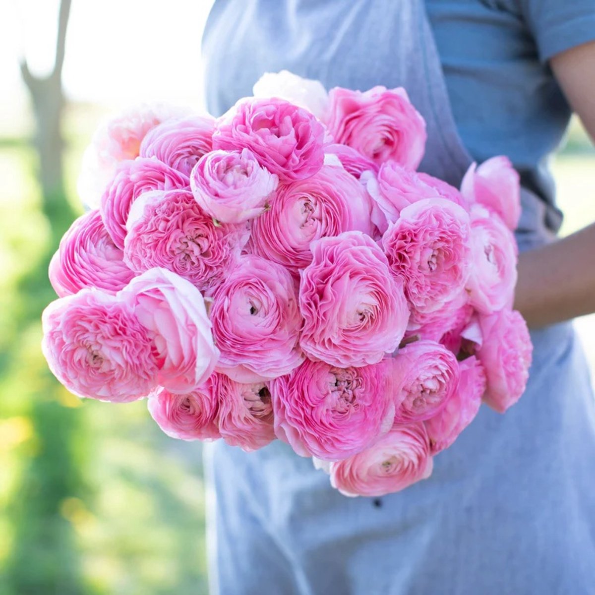 Bulbs by Brenda | Ranunculus Amandine Barbie | 10 stuks | ranonkels