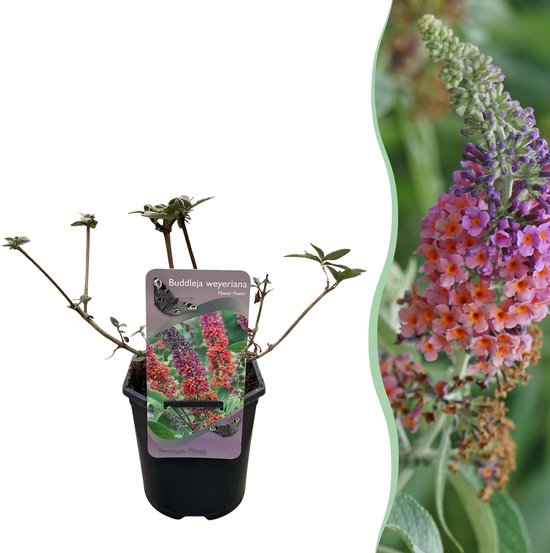Tuinplantenshop.com | Arbre aux papillons - Buddleja davidii Flower Power - Bloem Oranje pourpre - 1 plante - Caduc - Attractif pour papillons - Ø 18 cm - Hauteur 30 cm - Plante de jardin