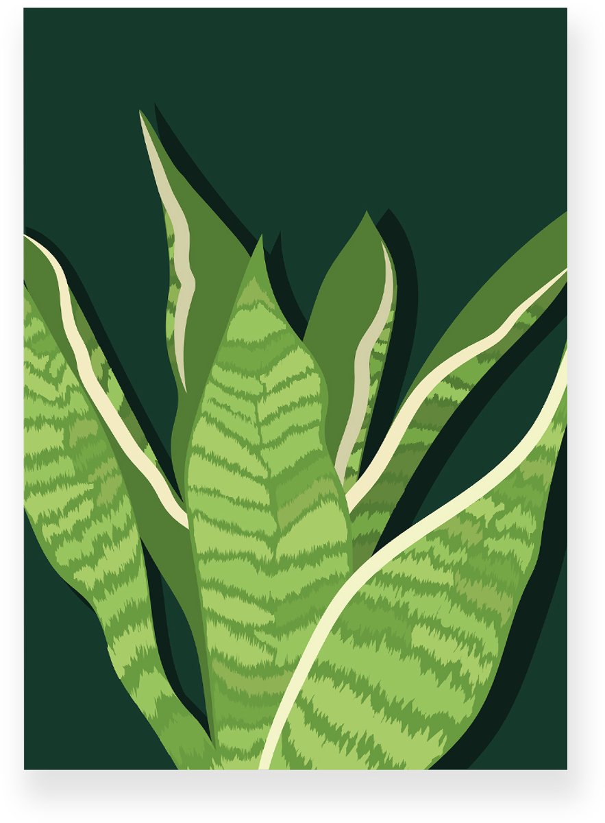 Yisual Poster 20x30 cm - Sansevieria - Planten - Groen - Donkergroen - Botanisch - Minimalistisch - Muurdecoratie - Wanddecoratie