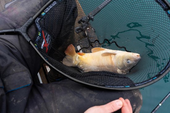 Preston Carp XS Landing Net 20''/50cm - Schepnet van Preston — afbeelding 4
