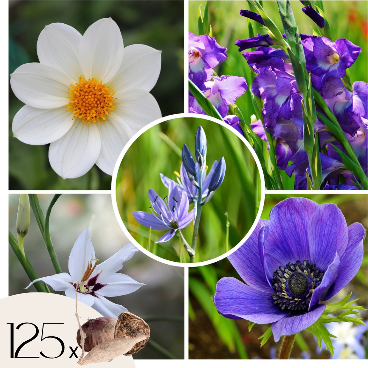 Plant in a Box - Bulb Garden Summer Blue - Bloembollenmix - 125 zomerbloeiende bollen - 5 soorten - Blauw & wit