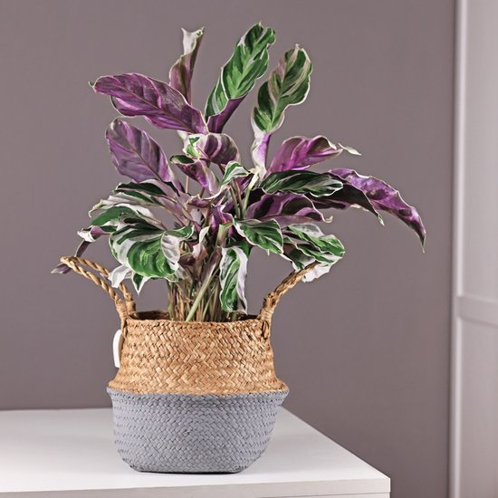 Calathea Fusion White in een mand met handvatten, met groene, witte en paarse bladeren.