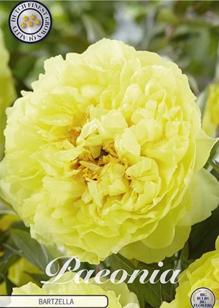 Dutch Finest Quality bloembollen - Pioenroos bollen Paeonia Bartzella x1 Is - kleur geel - 1 wortel - hoogte 107 cm