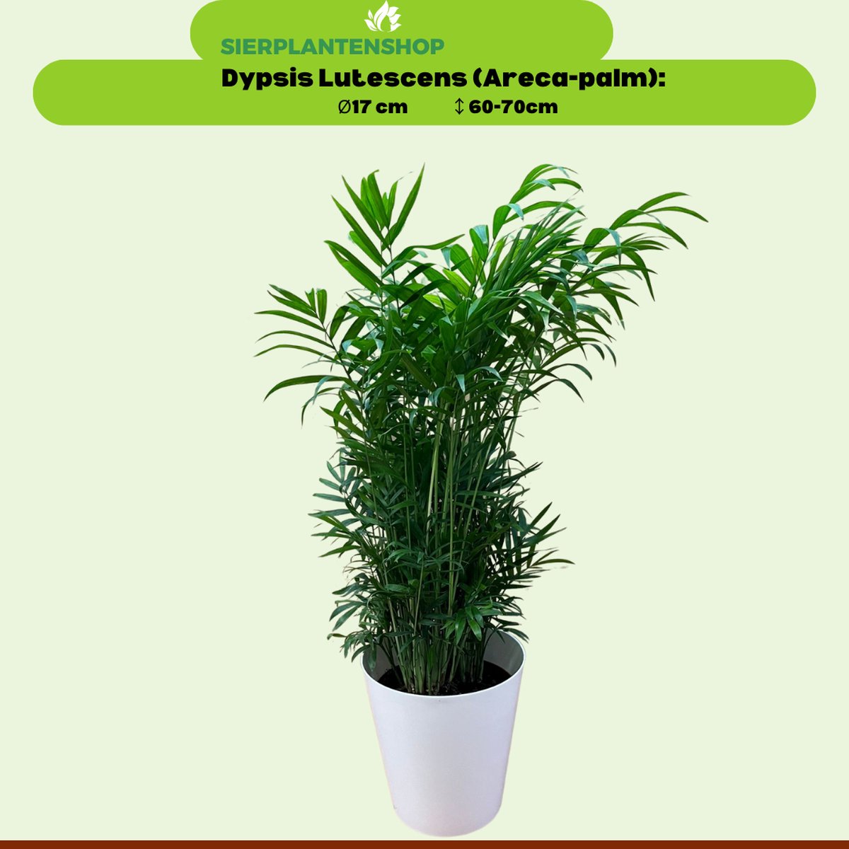 Dypsis Lutescens Duo in gratis witte sierpot -65cm -Ø17 Groene Kamerplant
