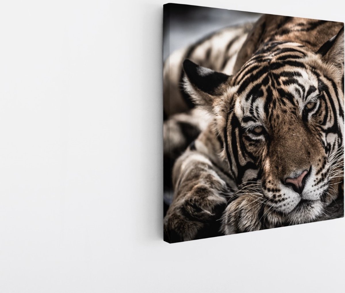 Saammp Canvas Schilderij - Slapende Tijger - Natuur - Dieren - 20x20 - Foto op canvas - Wanddecoratie - Muurdecoratie Woonkamer - Slaapkamer decoratie - Canvas Print Multicolor
