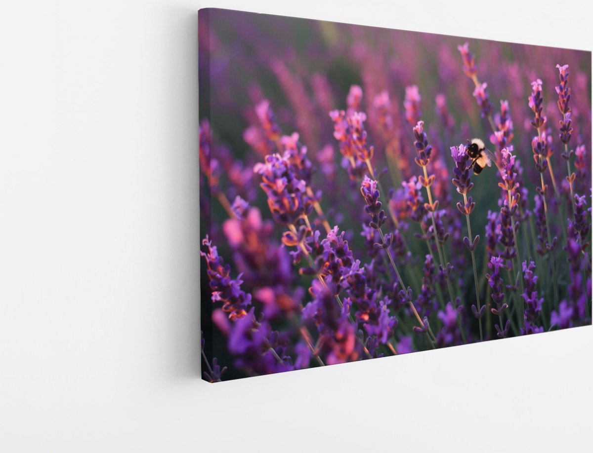 Saammp Canvas Schilderij - Lavendel met bij - Natuur - Landschap - 70x50 - Foto op canvas - Wanddecoratie - Muurdecoratie Woonkamer - Slaapkamer decoratie - Canvas Print Multicolor