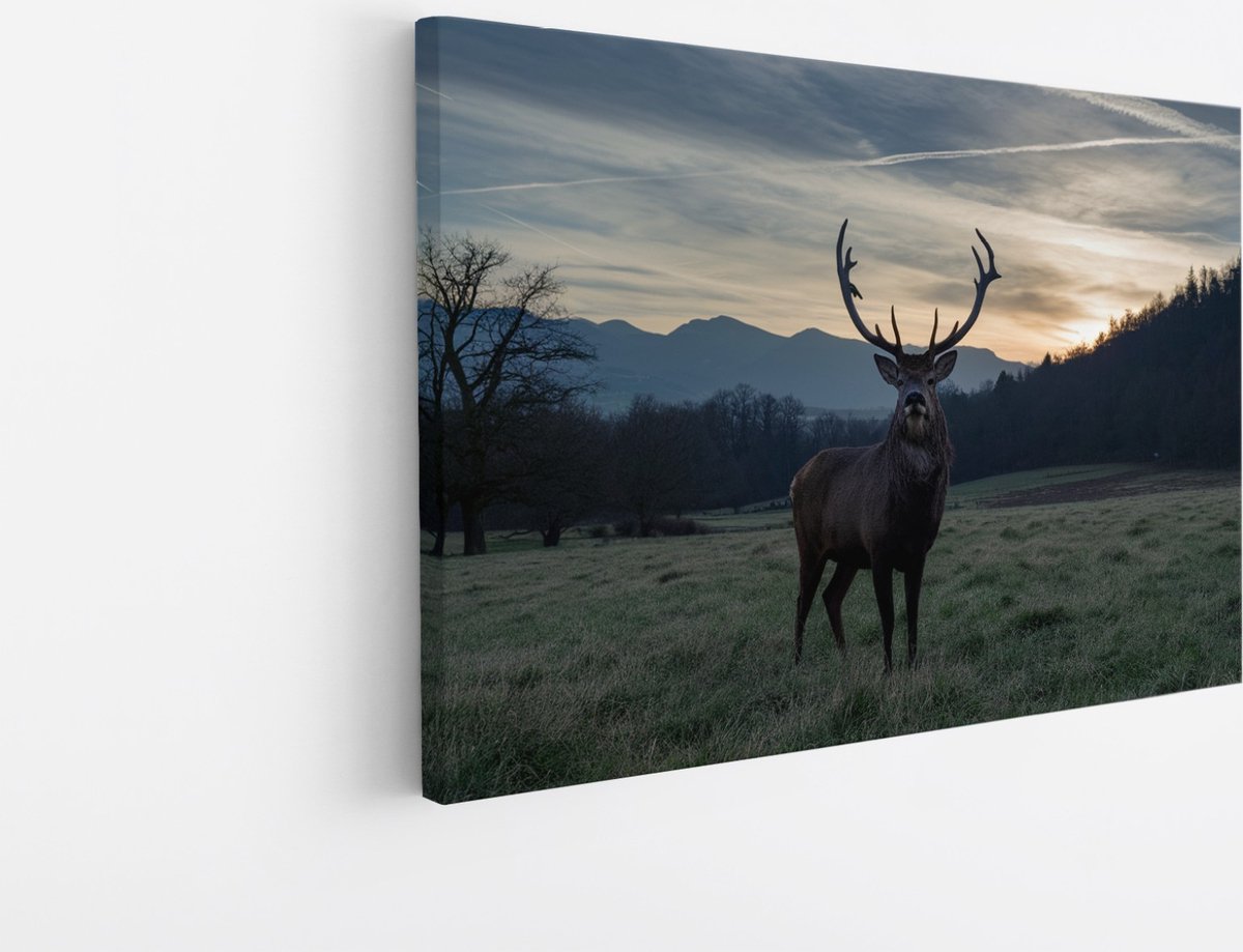 Saammp Canvas Schilderij - Hert - Zonsondergang - Natuur - Dieren - 70x50 - Foto op canvas - Wanddecoratie - Muurdecoratie Woonkamer - Slaapkamer decoratie - Canvas Print Multicolor
