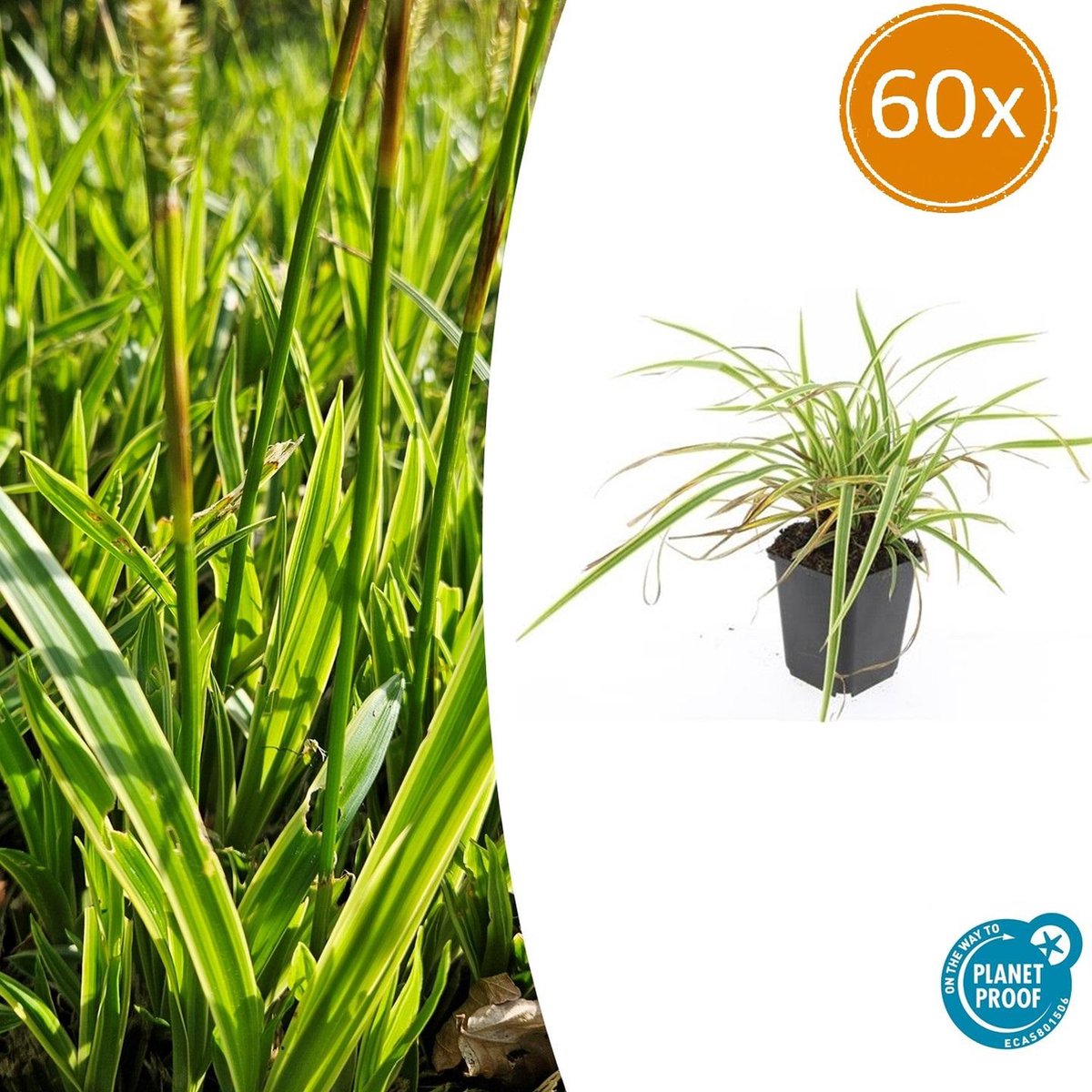 Tuinplantenshop.com | Carex morrowii 'Aureovariegata' | 60 stuks - Ø9cm - 10-25cm hoog - Tuinplant