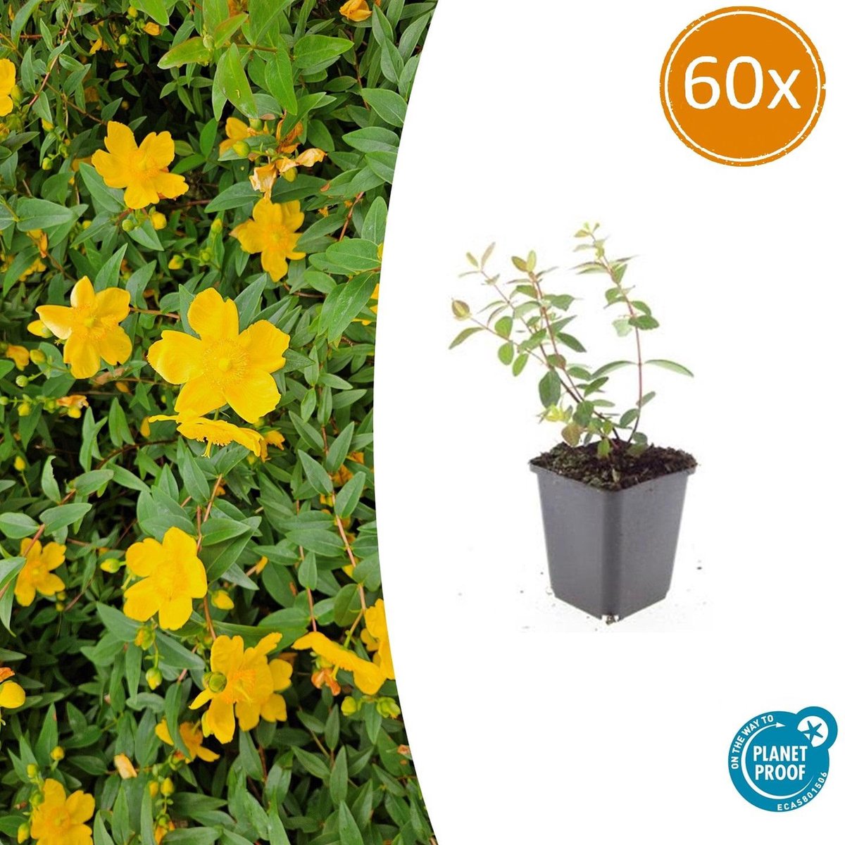 Tuinplantenshop.com | Hypericum dummeri 'Peter Dummer' | 60 stuks - Ø9cm - 10-25cm hoog - Tuinplant