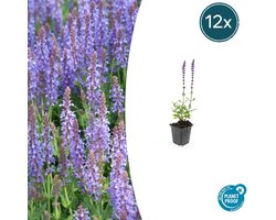 Tuinplantenshop.com | Salvia nem. 'Caradonna' | 12 stuks - Ø9cm - 10-25cm hoog - Tuinplant