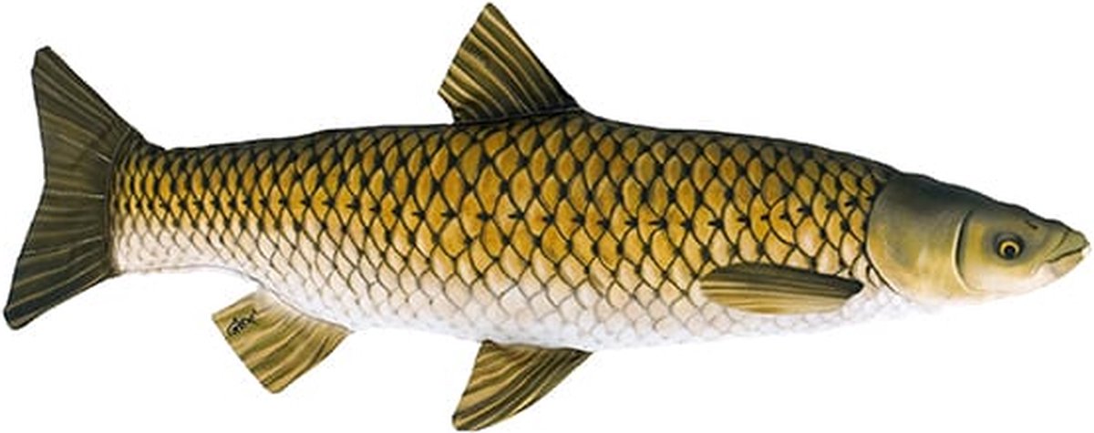 Gaby The Mini Grass Carp - S