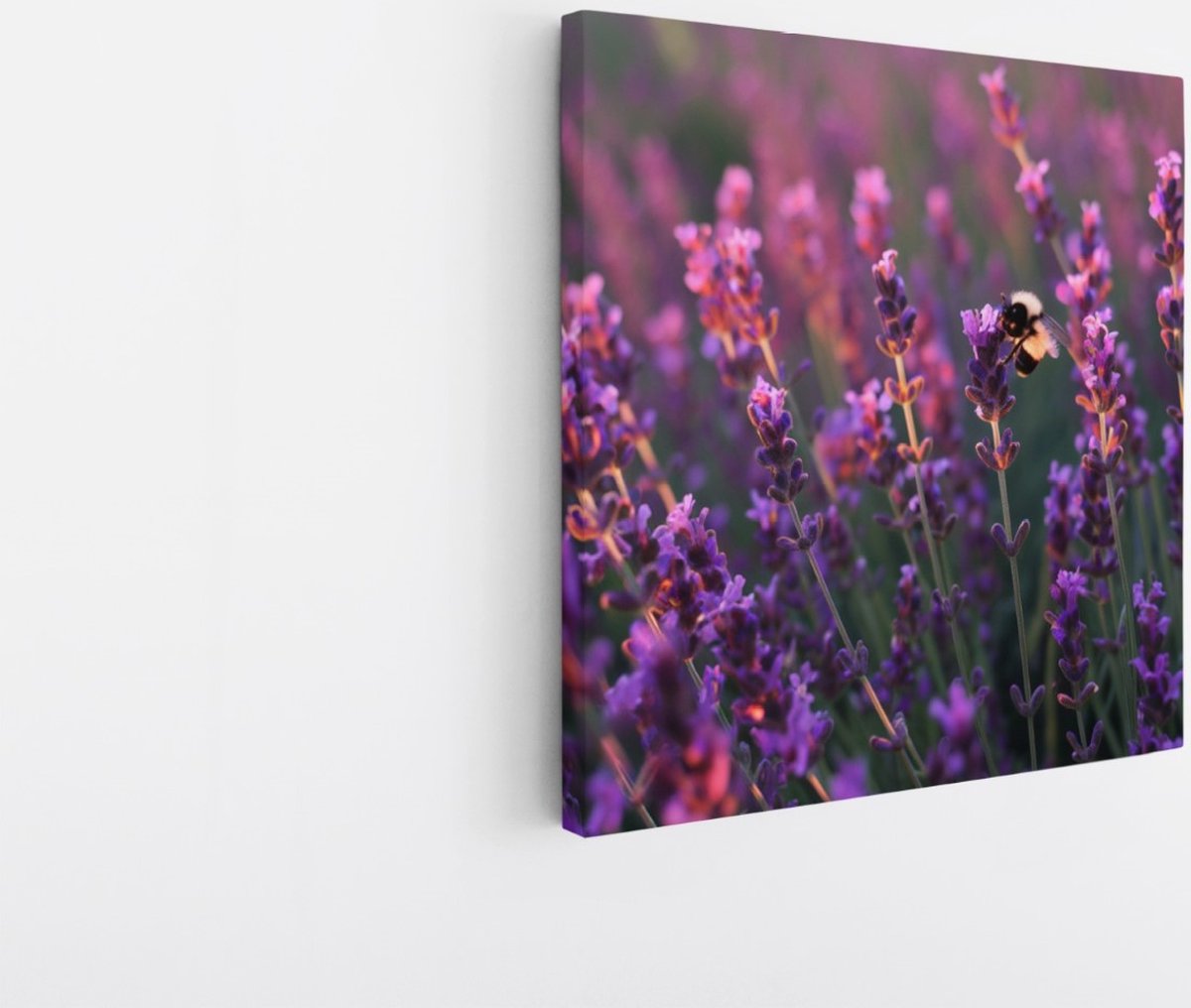 Saammp Canvas Schilderij - Lavendel met bij - Natuur - Landschap - 100x100 - Foto op canvas - Wanddecoratie - Muurdecoratie Woonkamer - Slaapkamer decoratie - Canvas Print Multicolor