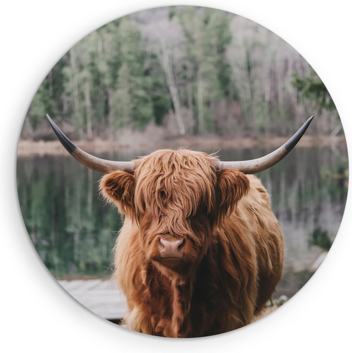 Saammp Muurcirkel Hout - Schotse Hooglander Koe bij zonsopgang in herfstachtig bos - Dieren - Natuur - Ø 30 - Wandcirkel - Wanddecoratie Cirkel - muurdecoratie Woonkamer - Slaapkamer decoratie - Rond Schilderij