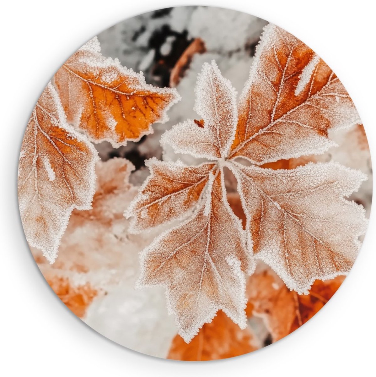 Saammp Muurcirkel Hout - Bevroren Herfstbladeren - Natuur Fotografie - Premium Kwaliteit - Wandcirkel - Wanddecoratie Cirkel - Luxe Woondecoratie - Ø 30