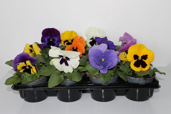 Viooltje grootbloemig mix per 12 stuks