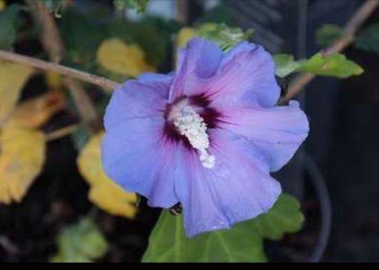 Hibiscus Syriacus 'Helene' - Althéa 40-60 Cm En Pot, Fleurs Blanches à Cœur Rouge, Floraison Longue Été-Automne, Arbuste Rustique Et Décoratif