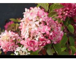 Hydrangea pan. 'Fraise Melba' - Pluimhortensia 40- 50 cm in pot