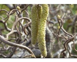 Corylus av. 'Contorta' - Krulhazelaar, Kronkelhazelaar, Kurkentrekker Hazelaar 60- 80 cm in pot