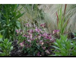 Lonicera pericl. 'Chic & Choc'® - Kamperfoelie 20- 25 cm in pot