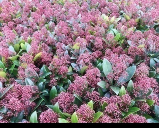 Skimmia japonais 'Rubella' - Skimmia 25- 30 cm en pot