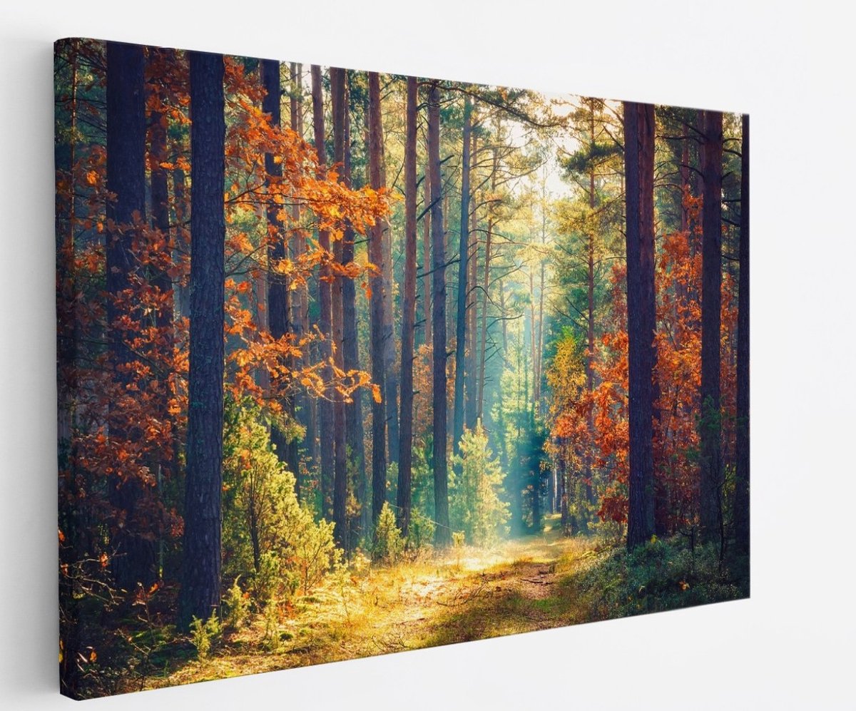 Saammp Canvas Schilderij -Bos - Zonlicht - Herfst - Landschap - Natuur - 40x30 - Foto op canvas - Wanddecoratie - Muurdecoratie Woonkamer - Slaapkamer decoratie - Canvas Print Multicolor