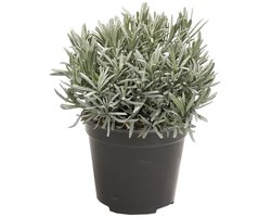 Lavendel Plant in Pot – Buitenplant voor Balkon, Terras of Tuin – Trekt Bijen en Vlinders aan – 2 Stuks
