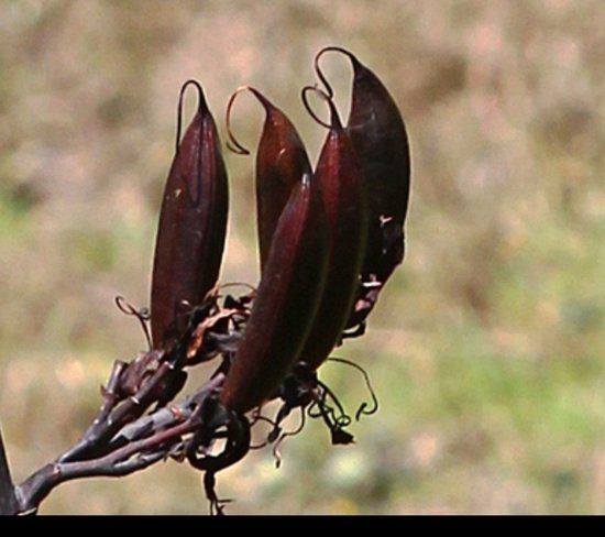 2 x Phormium tenax - Lin de Nouvelle-Zélande 60- 80 cm en pot
