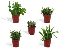DutchLeafs Rhipsalis Mix Mini Vetplanten - 5 Stuks - Kwekerspot 5,5 cm - Hoogte 8-15 cm - Mini Plantjes - Succulenten - Kamerplanten
