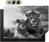 Lion, Noir, Blanc