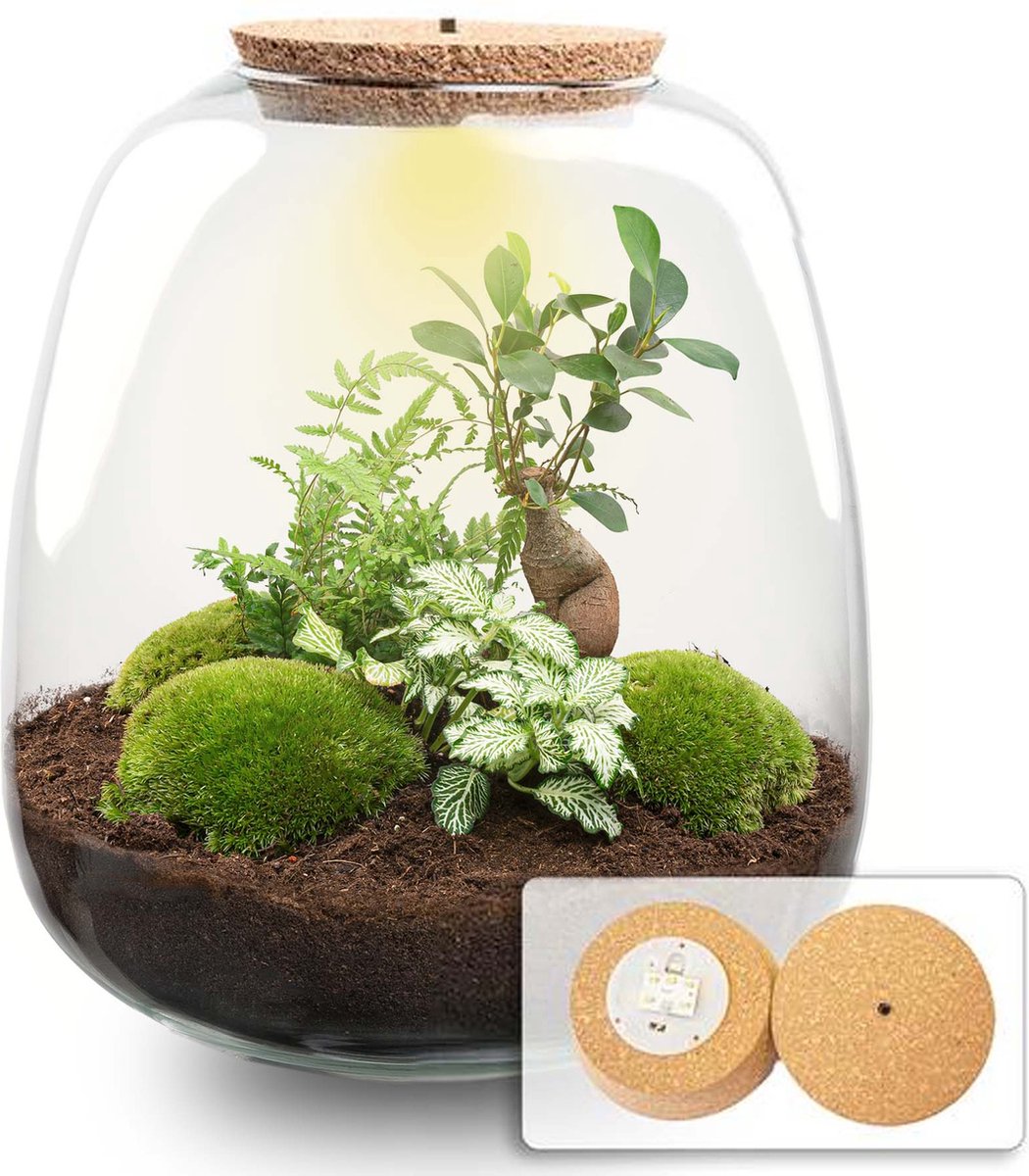 Emma - Bonsai White - Planten Terrarium met licht - DIY kit - Ecosysteem plant - Ø 23 cm ↑ 25 cm