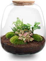 DIY Terrarium Egg XL Bonsai - Luxe Mini-ecosysteem - ↨30cm - 17cm – Luxe Planten