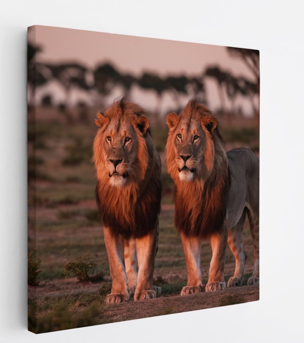 Saammp Canvas Schilderij - 2 Leeuwen in de serangeti in de zonsondergang - Dieren - Natuur - 60x60 - Foto op canvas - Wanddecoratie - Muurdecoratie Woonkamer - Slaapkamer decoratie - Canvas Print Multicolor