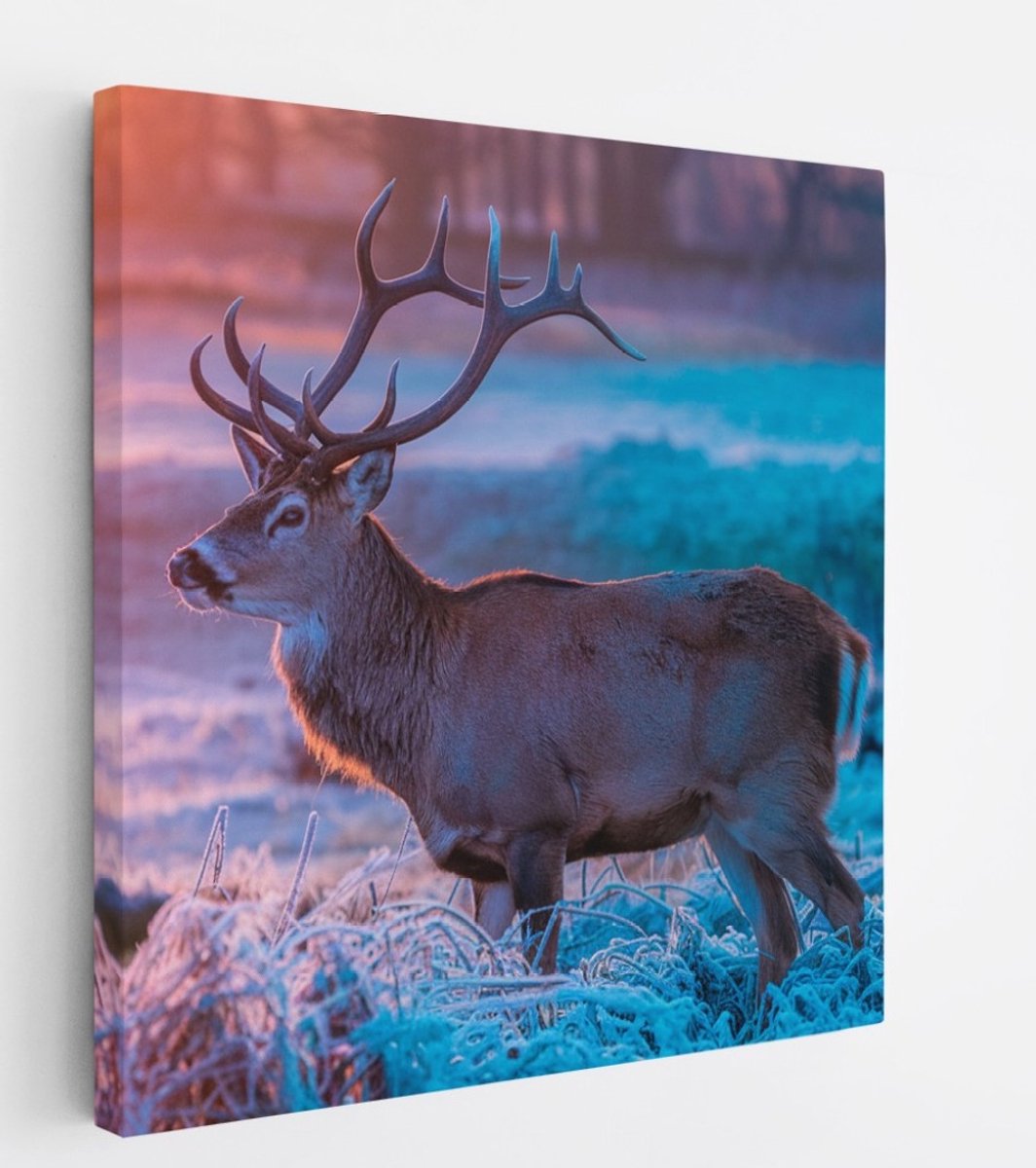 Saammp Canvas Schilderij - hert met zonsopgang en bevroren gras - Natuur - Dieren - 60x60 - Foto op canvas - Wanddecoratie - Muurdecoratie Woonkamer - Slaapkamer decoratie - Canvas Print Multicolor