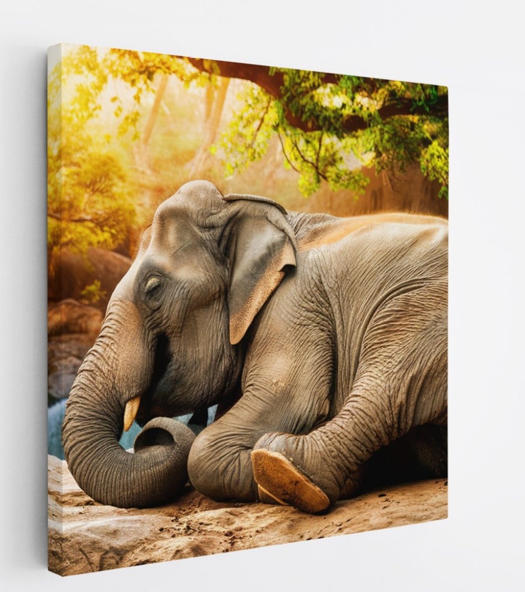 Saammp Canvas Schilderij - Olifan op steen - Afrika - Dieren - 40x40 - Foto op canvas - Wanddecoratie - muurdecoratie Woonkamer - Slaapkamer decoratie - Canvas Print Multicolor