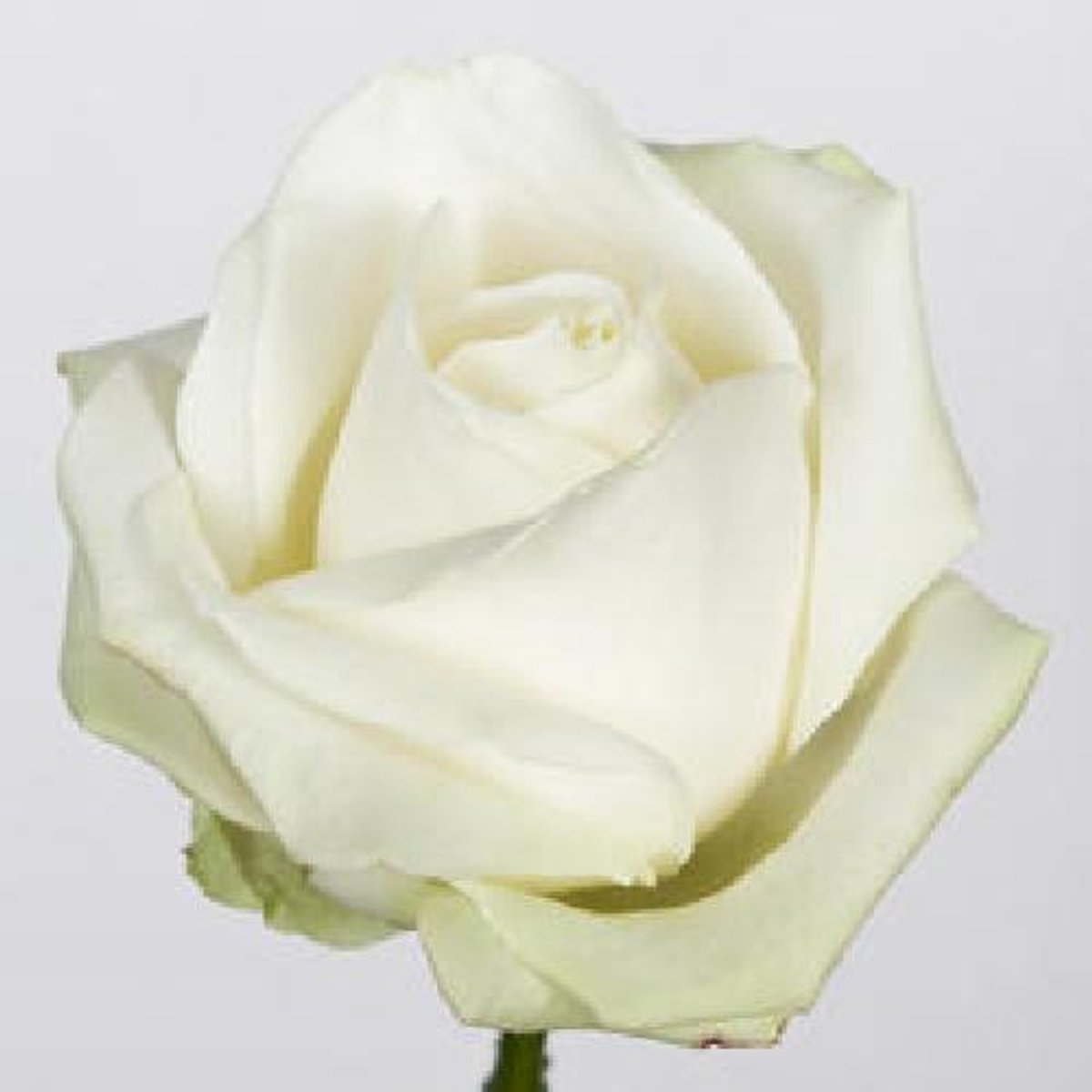 10x Rosa avalanche+ 80cm