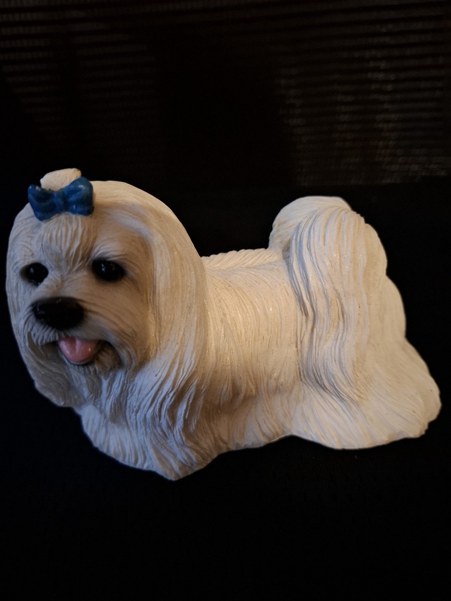 beeld maltezer terrier