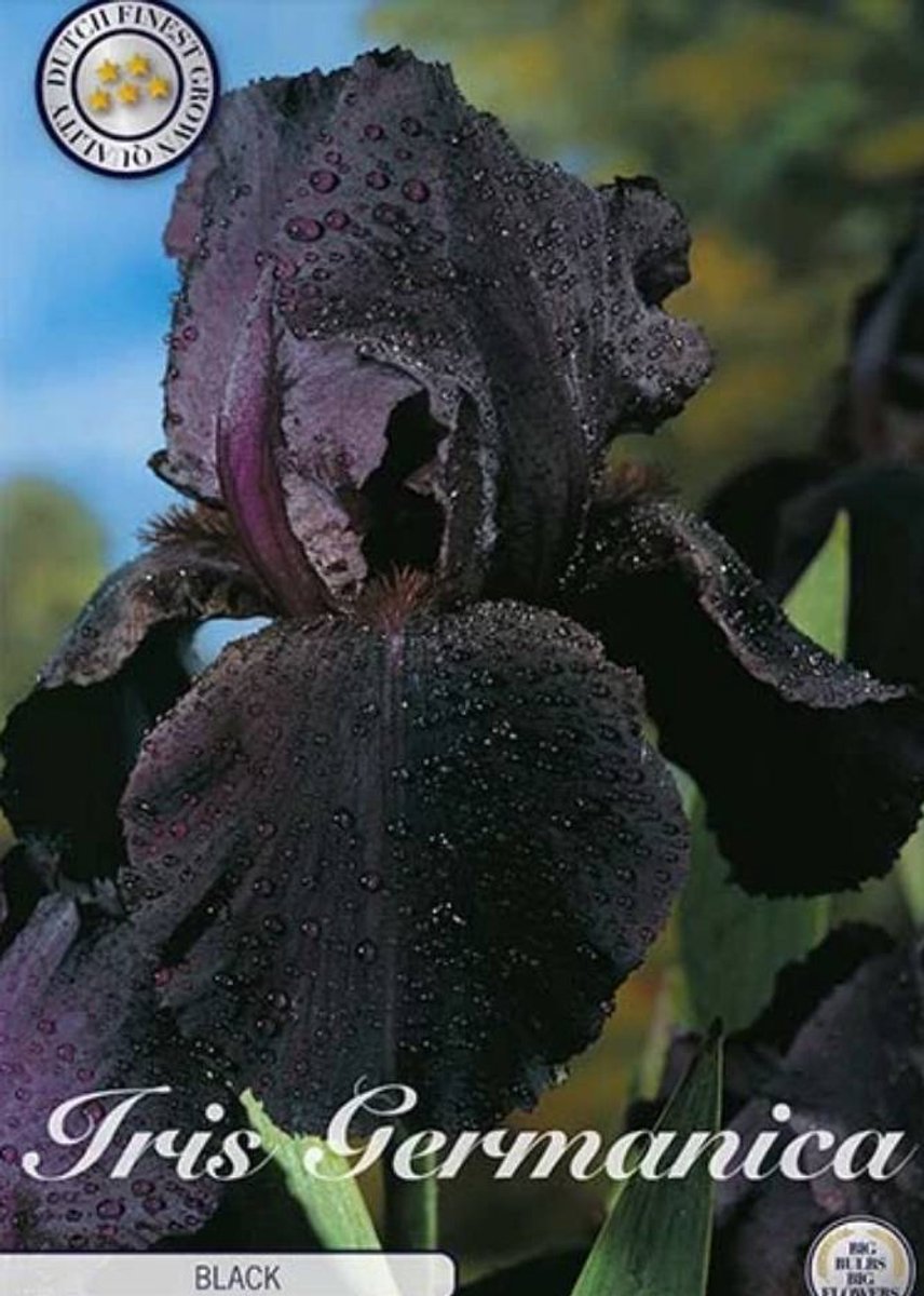 Dutch Finest Quality bloembollen Iris Germanica Black 1 I .s