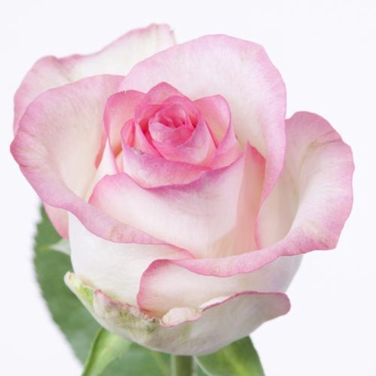 10x Rosa jumilia 60cm