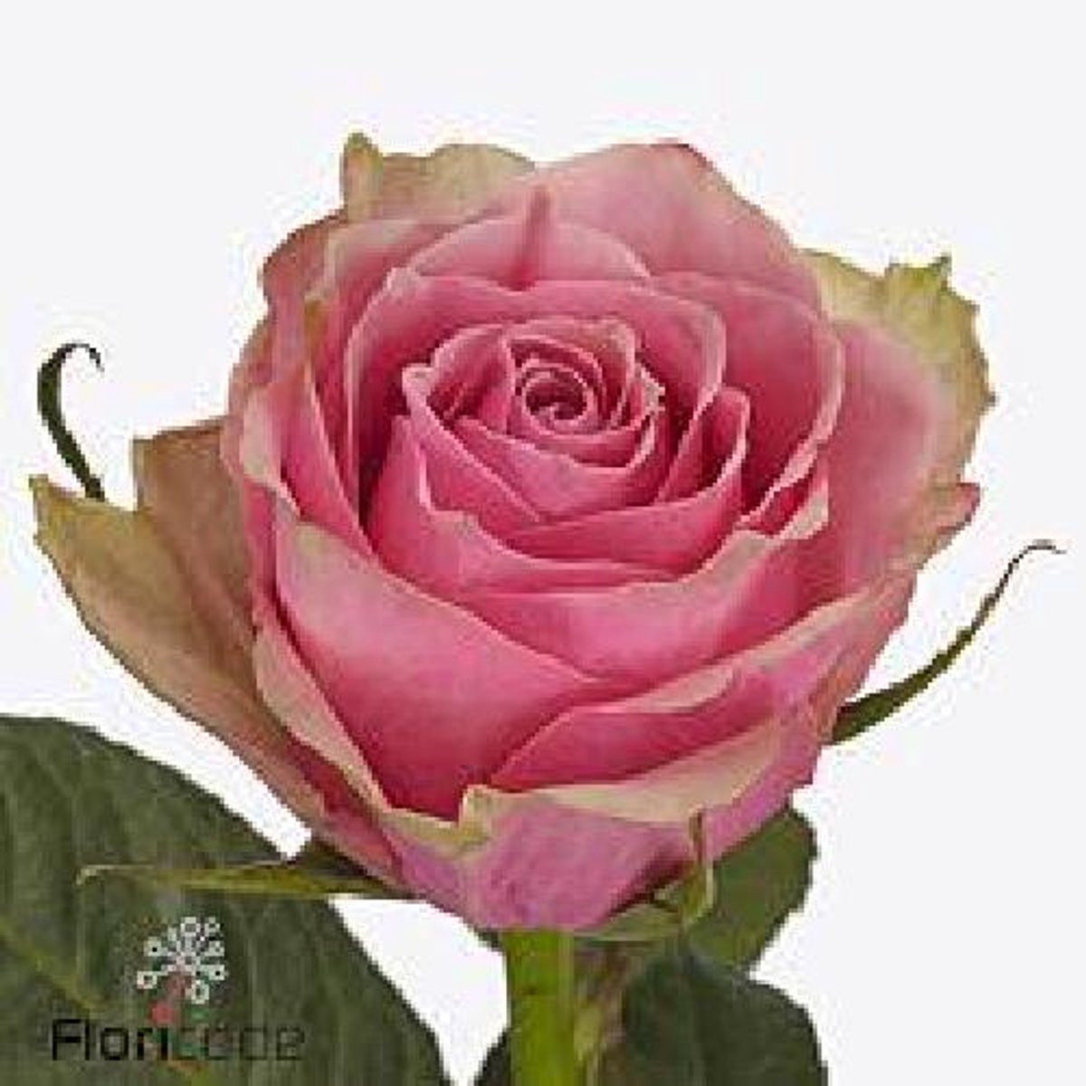20x Rosa athena royale 40cm