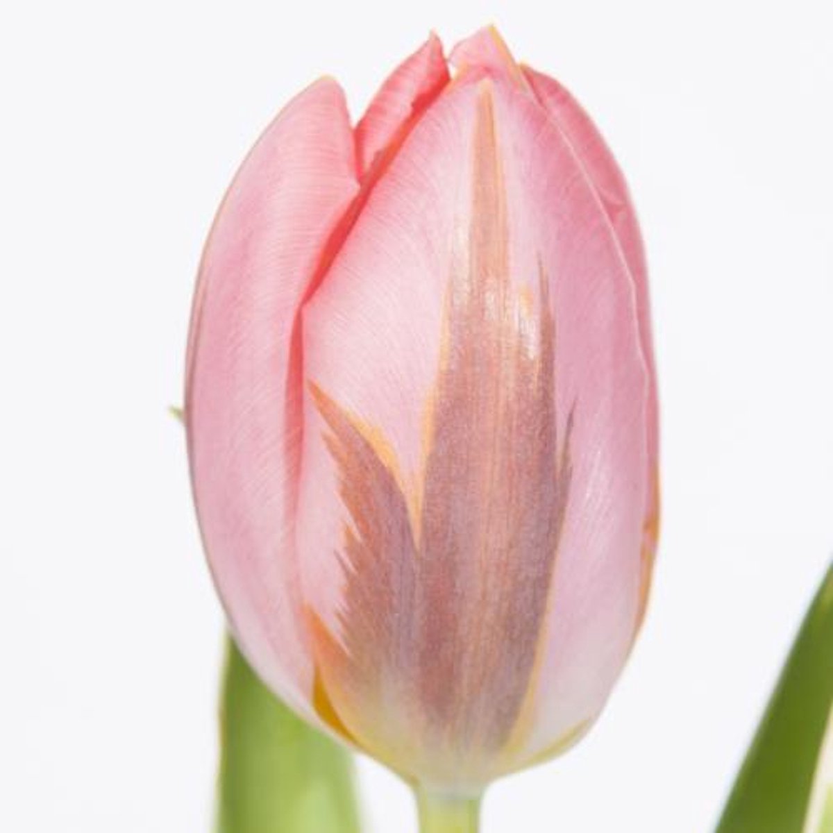 50x Tulipa pretty princess en 30cm