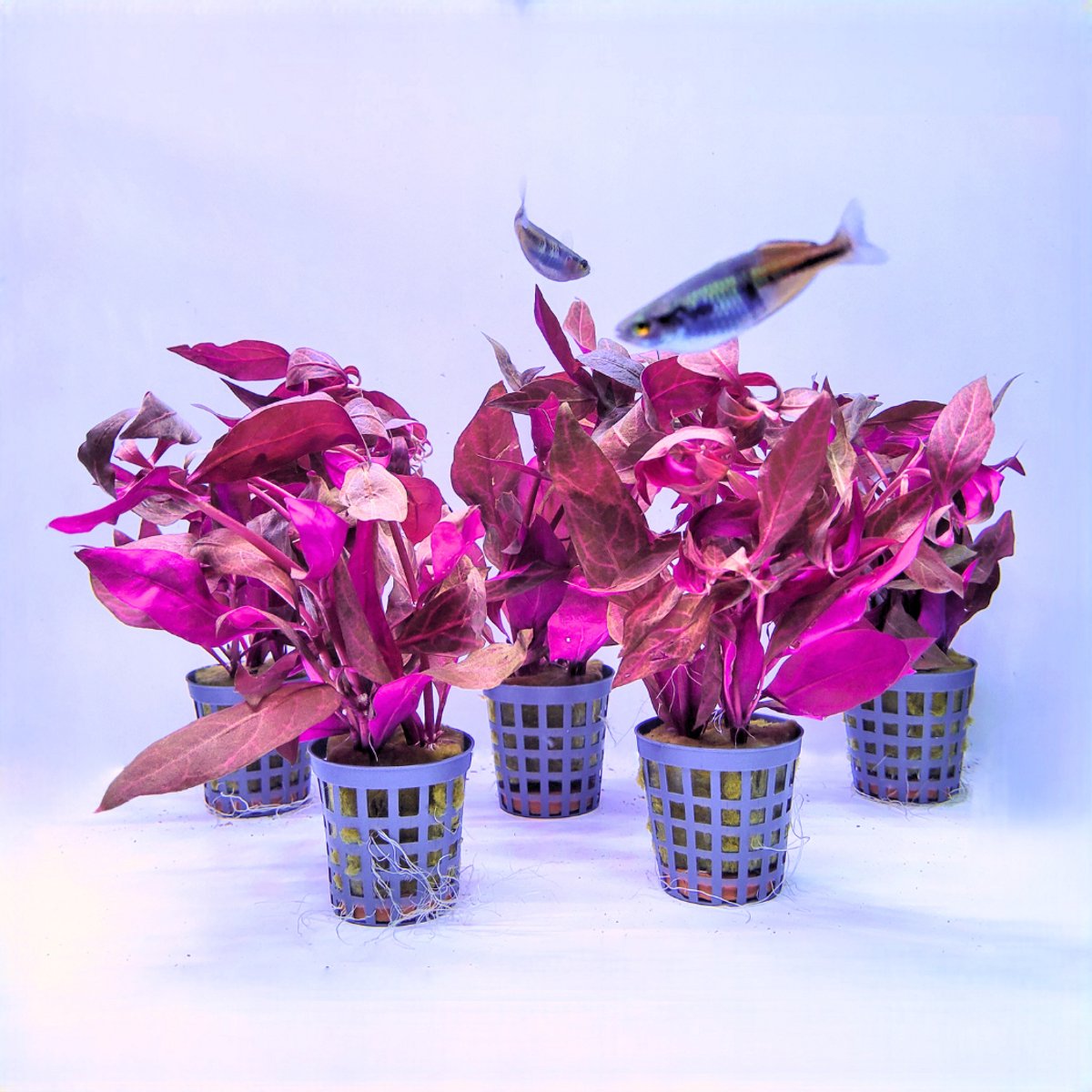 Aquabetta Alternanthera Cardinalis Aquarium Planten Set – 5 Levende Aquariumplanten – Rode Aquariumplant voor Aquascape en Zoetwateraquarium