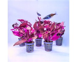 Aquabetta Aquarium Planten Set LAP-010 – 5 Aquariumplanten – 5x Alternanthera – Decoratie – Set met 5x Alternanthera