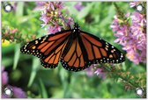 Tuinposter –Oranje Vlinder op Roze Bloem– 120x80 Foto op Tuinposter (wanddecoratie voor buiten en binnen)