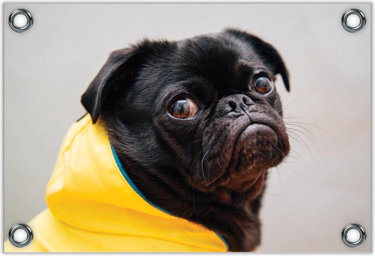 Tuinposter –Pug met Gele Regenjas– 120x80 Foto op Tuinposter (wanddecoratie voor buiten en binnen) op Prijzenvolger.com