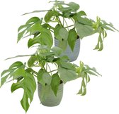 Kamerplanten van Botanicly – 2 × Gatenplant in witte keramische pot als set – Hoogte: 25 cm – Monstera minima