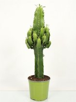 Cactus Euphorbia Eritrea Kamerplant 70cm hoog ↑ PotmaatØ19cm